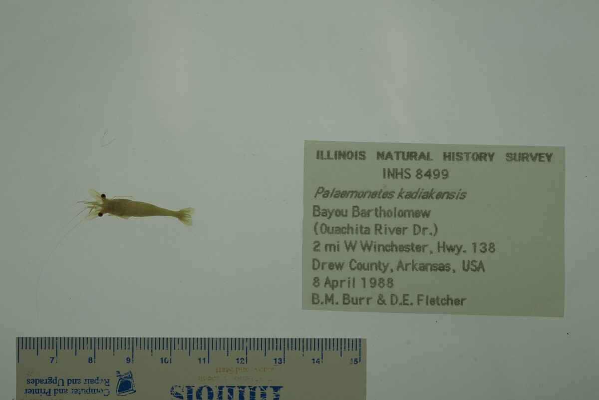 Palaemonetes kadiakensis image